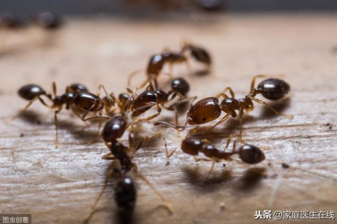 【家庭医生在线】小小一只红火蚁，可能是致命的“恶霸”！情况不对，及时送医